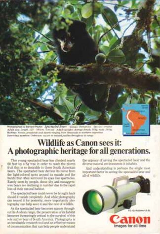 Canon FD 150-600mm f/5.6L Lens 1985 Ad - Spectacled Bear