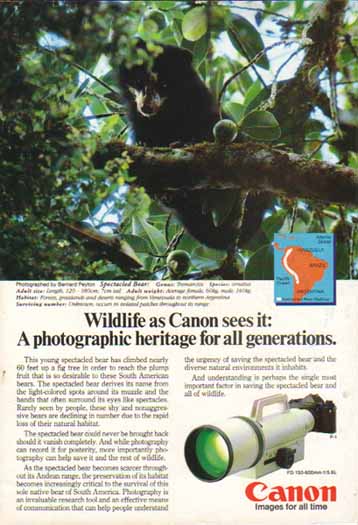 Canon FD 150-600mm f/5.6L Lens 1985 Ad - Spectacled Bear