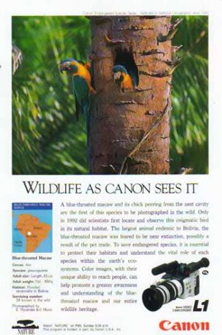 Canon L1 8mm Video Camcorder 1993 Ad - Blue Throated Macaw