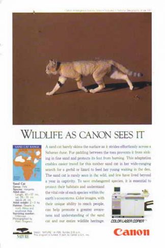 Canon Color Laser Copier 1993 Ad - Sand Cat
