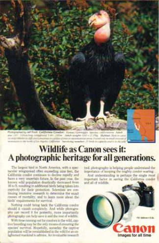 Canon FD 300 f/2.8L Lens 1986 Ad - California Condor