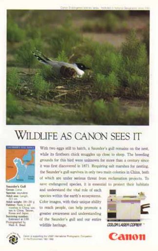 Canon Color Laser Copier 1992 Ad - Saunder's Gull