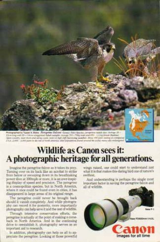 Canon FD 500mm f/4.5L Lens 1980 Ad - Peregrine Falcon