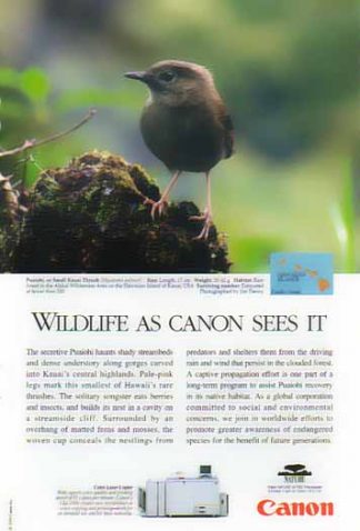 Canon Color Laser Copier 1999 Ad - Puaiohi Small Kauai Thrush Bird