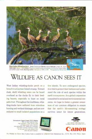 Canon Ferroelectric Liquid Crystal Display 1994 Ad - West Indian Whistling Duck