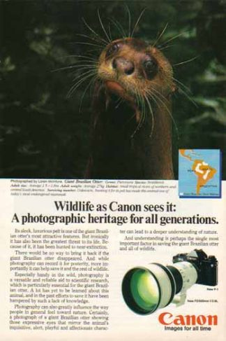 Canon FD 300 f/2.8L Lens 1984 Ad - Giant Brazilian Otter