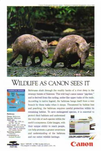 Canon Color Laser Copier 1993 Ad - Babirusa Wild Hog