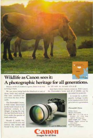 Canon FD 300 f/2.8L Lens 1981 Ad - Przewalski's Horse