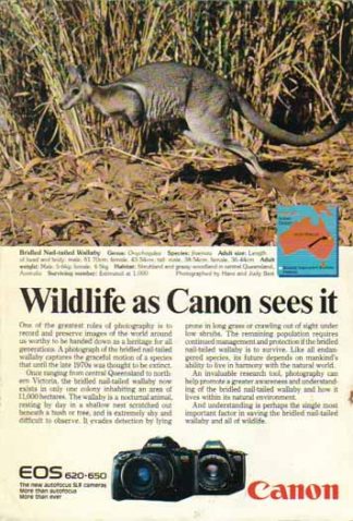 Canon EOS 620 650 SLR Cameras 1988 Ad - Bridled Nail Tailed Wallaby