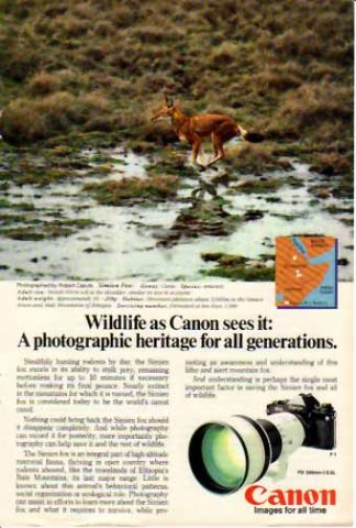Canon FD 300 f/2.8L Lens 1985 Ad - Simien Fox