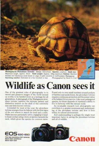 Canon EOS 620 650 SLR Cameras 1988 Ad - Madagascan Plowshare Tortoise