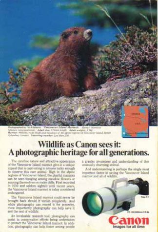 Canon FD 150-600mm f/5.6L Lens 1984 Ad - Vancouver Island Marmot