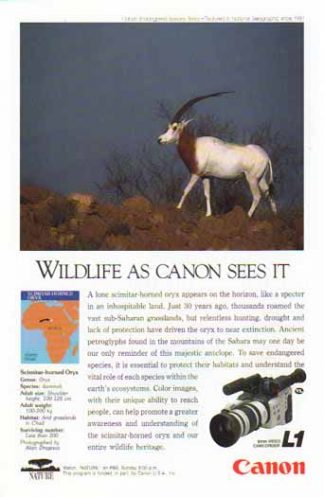 Canon L1 8mm Video Camcorder 1991 Ad - Scimitar Horned Oryx