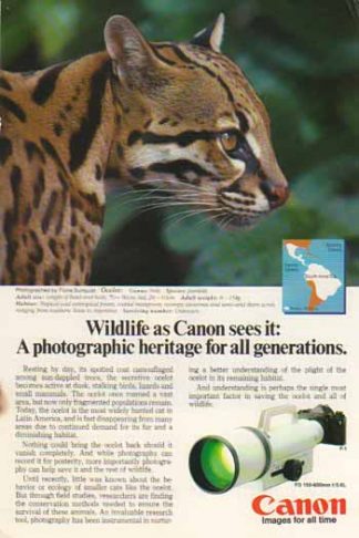 Canon FD 150-600mm f/5.6L Lens 1986 Ad - Ocelot Cat