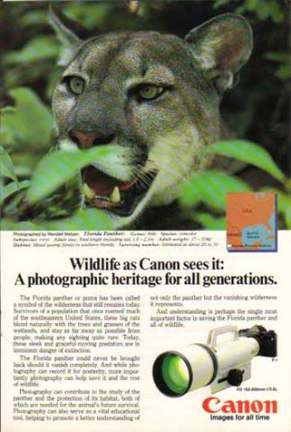 Canon FD 150-600mm f/5.6L Lens 1985 Ad - Florida Panther