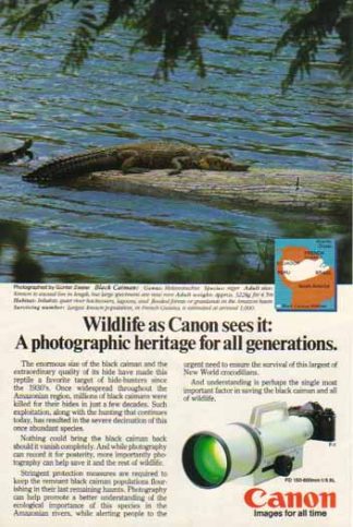 Canon FD 150-600mm f/5.6L Lens 1985 Ad - Black Caiman Gator