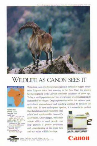 Canon Color Laser Copier 1993 Ad - Walia Ibex Goat